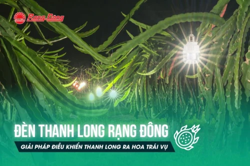 Đèn Thanh Long Rạng Đông - Giải pháp điều khiển Thanh Long ra hoa trái vụ