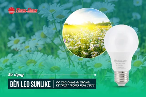 Sử dụng đèn LED Sunlike có tác dụng gì trong kỹ thuật trồng hoa cúc?