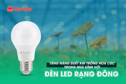 Tăng năng suất khi trồng hoa cúc trong nhà kính với đèn LED hoa cúc Rạng Đông