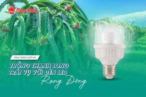 Tăng năng suất khi trồng thanh long trái vụ với đèn LED Rạng Đông