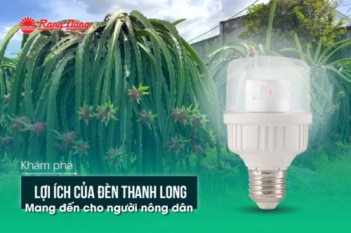 Khám phá lợi ích của đèn thanh long mang đến cho người nông dân