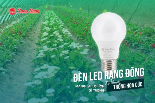Đèn LED Rạng Đông mang lại lợi ích gì trong kỹ thuật trồng hoa cúc