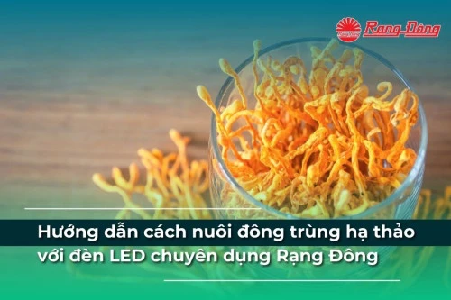 Hướng dẫn cách nuôi đông trùng hạ thảo với đèn LED chuyên dụng Rạng Đông