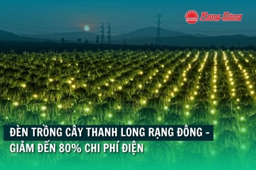 Đèn trồng cây thanh long Rạng Đông - Giảm đến 80% chi phí điện