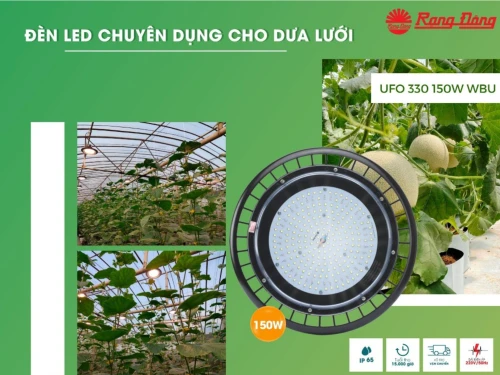 Đèn dưa lưới, cà chua