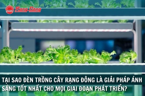 Tại Sao Đèn Trồng Cây Rạng Đông Là Giải Pháp Ánh Sáng Tốt Nhất Cho Mọi Giai Đoạn Phát Triển?