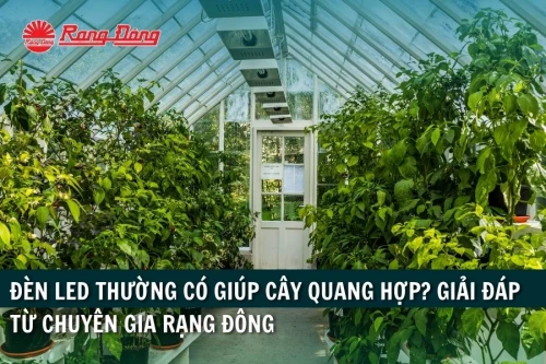 Đèn LED Thường Có Giúp Cây Quang Hợp? Giải Đáp Từ Chuyên Gia Rạng Đông