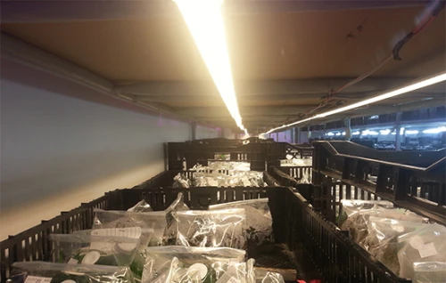 Đèn LED nuôi cấy mô - Giải pháp chiếu sáng tối ưu cho cây lấy quả và củ