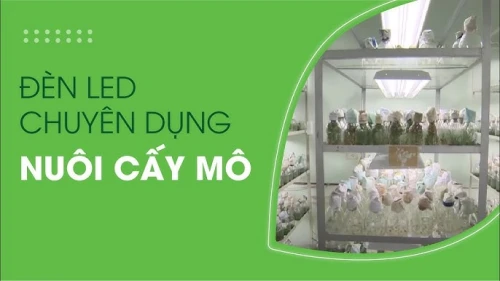 Rạng Đông Store