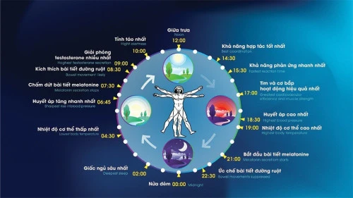 Ánh sáng không chỉ để chiếu sáng: Ánh sáng tác động thế nào đến nhịp sống tự nhiên của cơ thể?