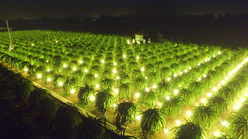 đèn LED nông nghiệp Rạng Đông giải pháp hỗ trợ nhà nông