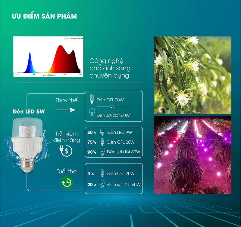đèn led cho cây thanh long của Rạng Đông với khả năng chống nước và cho năng suất vượt trội