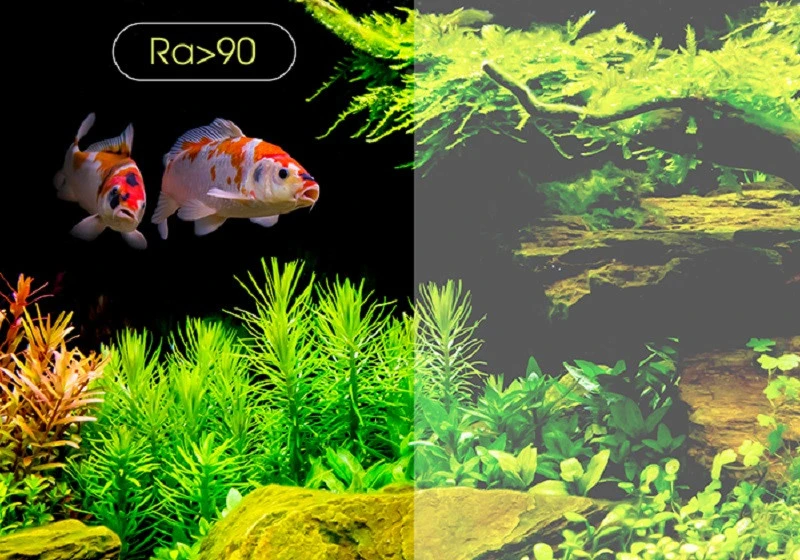 Đèn thủy sinh Rạng Đông cho Độ hoàn màu cao (Ra>90) cho màu sắc cá & cây chân thực nhất và giữ màu sắc của cá (đặc biệt cá Koi, cá Rồng)
