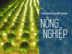 Ảnh: Dùng điện thắp sáng cho cây Thanh Long được nhiều  hộ nông dân áp dụng mang lại hiệu quả kinh tế cao.
