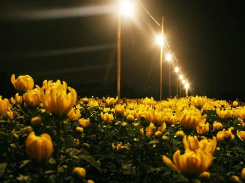 Giải pháp chiếu sáng chuyên dụng hoa cúc Rạng Đông giúp tiết kiệm năng lượng hơn rất nhiều lần so với đèn Compact