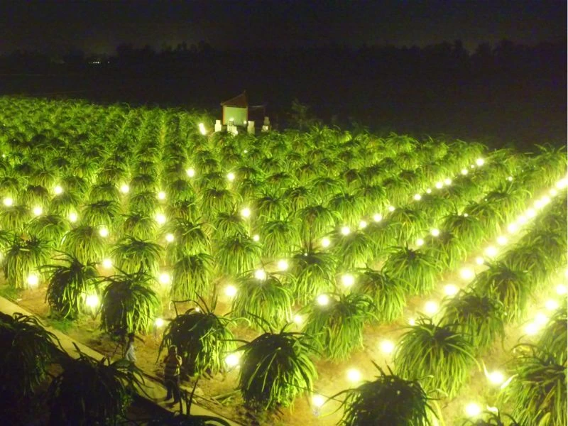 Hệ thống LED chuyên dụng Thanh Long an toàn với sức khỏe người tiêu dùng, người nông dân
