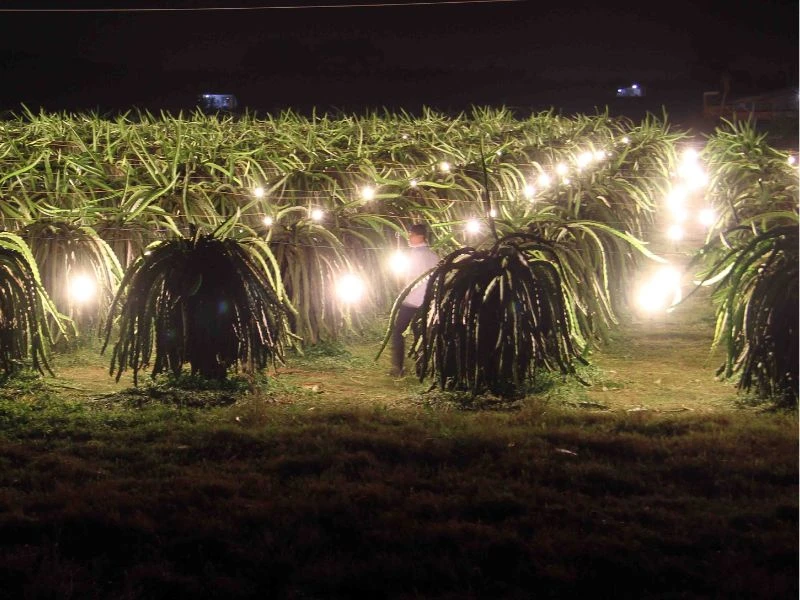 Hệ thống đèn LED chuyên dụng Thanh Long mang lại hiệu quả ra hoa trái vụ 