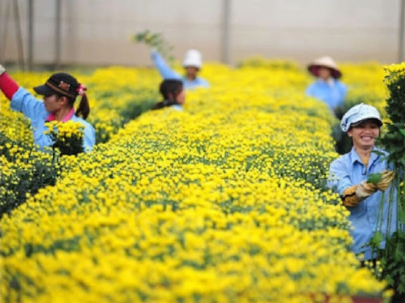 Viện Sinh học Nông nghiệp - Học viện Nông nghiệp VN ứng dụng giải pháp chiếu sáng hoa cúc Rạng Đông