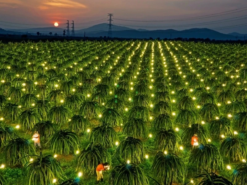 Đèn LED thanh long Rạng Đông sở hữu nhiều ưu điểm trong thiết kế chiếu sáng trồng thanh long trái vụ