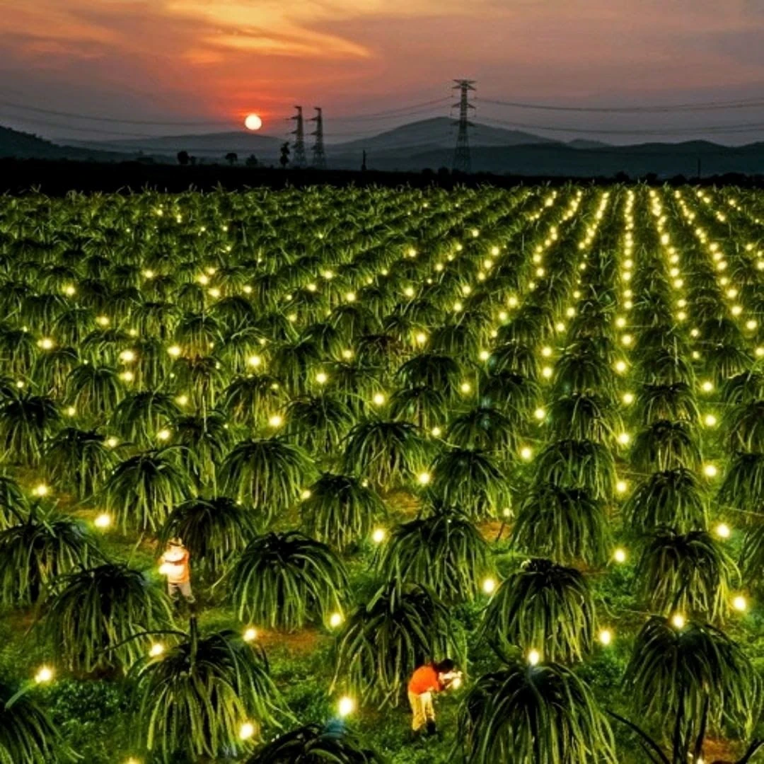 led chiếu sáng thanh long