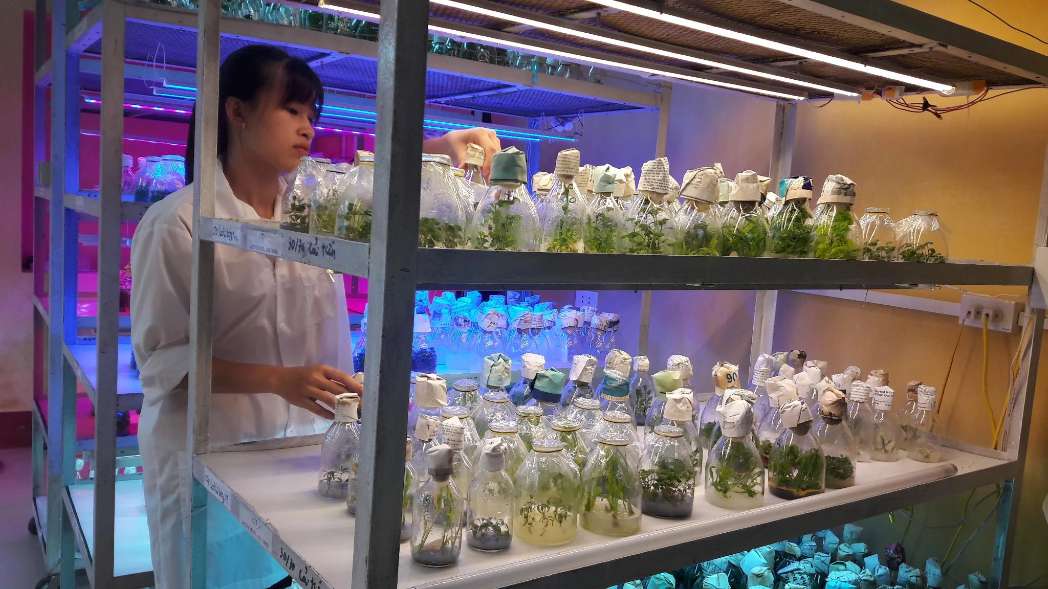 đèn chiếu sáng nuôi cấy mô của rạng đông